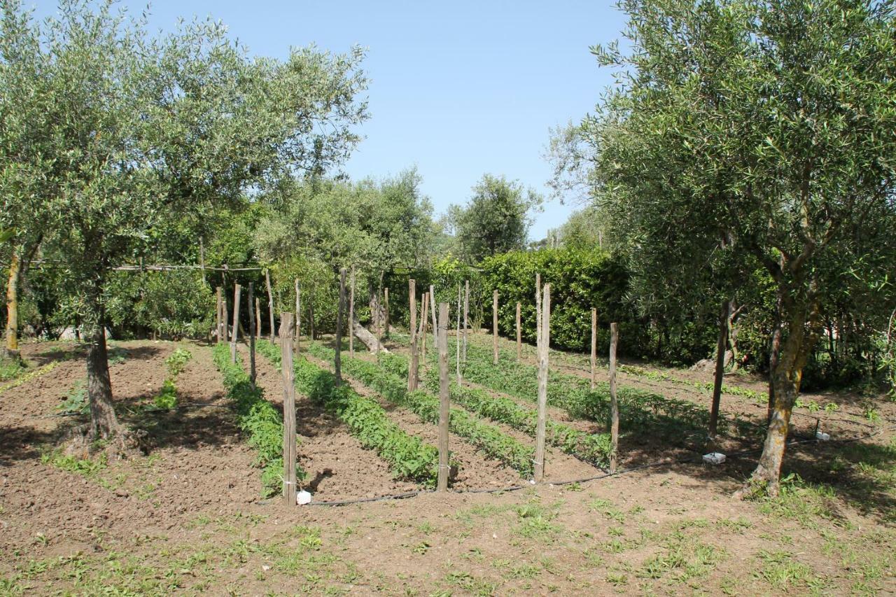 Agriturismo Piccolo Paradiso Piano di Sorrento Exterior photo
